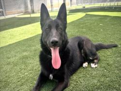 Shelter Stray Male Dog last seen , 957 N Gaffey St, San Pedro, CA 90731, USA