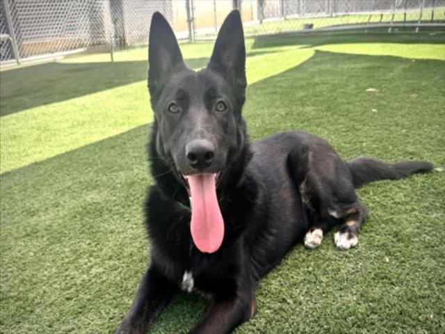 Shelter Stray Male Dog last seen , 957 N Gaffey St, San Pedro, CA 90731, USA