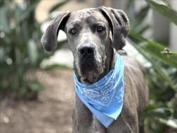 Shelter Stray Male Dog last seen , 957 N Gaffey St, San Pedro, CA 90731, USA