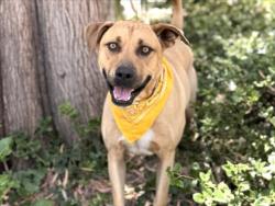 Shelter Stray Male Dog last seen , 957 N Gaffey St, San Pedro, CA 90731, USA