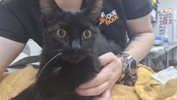 Shelter Stray Female Cat last seen LA VEGA & HARDY, 8920 Lomas Blvd NE, Albuquerque, NM 87112, USA