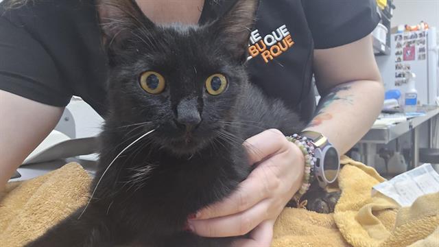 Shelter Stray Female Cat last seen LA VEGA & HARDY, 8920 Lomas Blvd NE, Albuquerque, NM 87112, USA