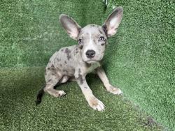 Shelter Stray Female Dog last seen , 5210 W Ave I, Lancaster, CA 93536, USA