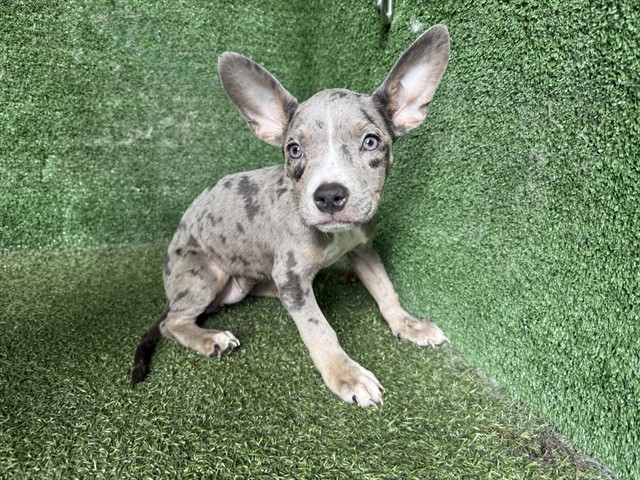 Shelter Stray Female Dog last seen , 5210 W Ave I, Lancaster, CA 93536, USA