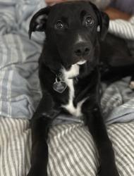 Shelter Stray Female Dog last seen Near BLOCK SHINGO AVE, 3528 Newburg Rd, Louisville, KY 40218, USA