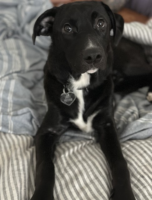 Shelter Stray Female Dog last seen Near BLOCK SHINGO AVE, 3528 Newburg Rd, Louisville, KY 40218, USA