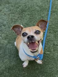 Shelter Stray Male Dog last seen , West Valley Animal Shelter, 20655 Plummer St, Chatsworth, CA 91311, USA