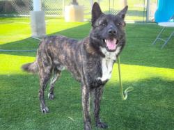 Shelter Stray Male Dog last seen , 3201 Lacy St, Los Angeles, CA 90031, USA