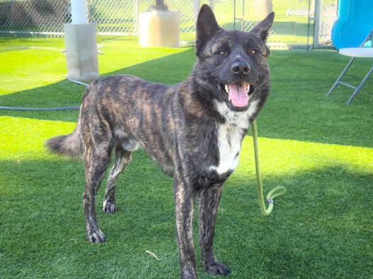 Shelter Stray Male Dog last seen , 3201 Lacy St, Los Angeles, CA 90031, USA