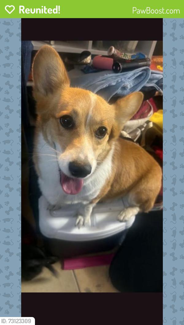 Reunited Female Dog last seen 78th and rudsdale, Oakland, CA 94621