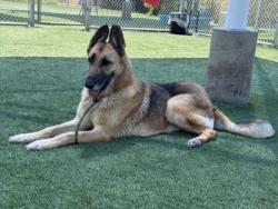 Shelter Stray Female Dog last seen , 3201 Lacy St, Los Angeles, CA 90031, USA