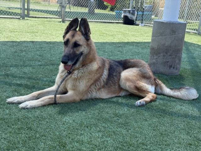 Shelter Stray Female Dog last seen , 3201 Lacy St, Los Angeles, CA 90031, USA