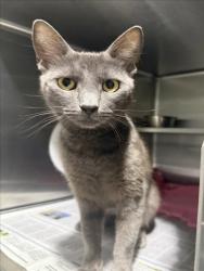 Shelter Stray Female Cat last seen , West Valley Animal Shelter, 20655 Plummer St, Chatsworth, CA 91311, USA