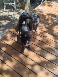 Reunited Female Dog last seen Trail crest drive, Arlington, TX 76017
