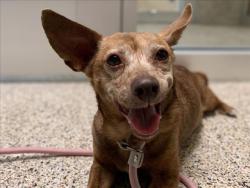 Shelter Stray Female Dog last seen , 3201 Lacy St, Los Angeles, CA 90031, USA