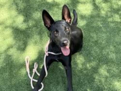 Shelter Stray Female Dog last seen , West Valley Animal Shelter, 20655 Plummer St, Chatsworth, CA 91311, USA