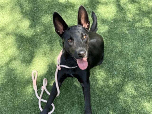 Shelter Stray Female Dog last seen , West Valley Animal Shelter, 20655 Plummer St, Chatsworth, CA 91311, USA