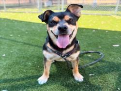 Shelter Stray Male Dog last seen , 3201 Lacy St, Los Angeles, CA 90031, USA
