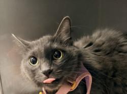 Shelter Stray Female Cat last seen , West Valley Animal Shelter, 20655 Plummer St, Chatsworth, CA 91311, USA