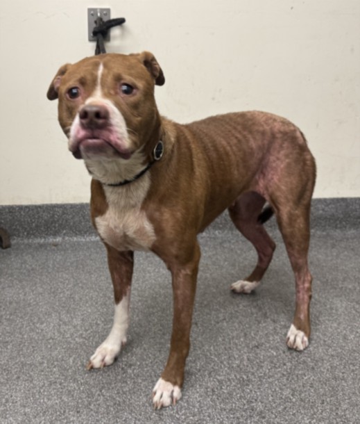 Shelter Stray Female Dog last seen , 3201 Lacy St, Los Angeles, CA 90031, USA