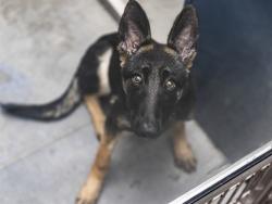 Shelter Stray Female Dog last seen 19TH ST & INDIAN SCHOOL RD, 5501 E Van Buren St, Phoenix, AZ 85008, USA