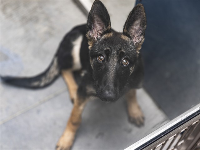 Shelter Stray Female Dog last seen 19TH ST & INDIAN SCHOOL RD, 5501 E Van Buren St, Phoenix, AZ 85008, USA