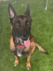 Shelter Stray Male Dog last seen , 1850 W 60th St, Los Angeles, CA 90047, USA