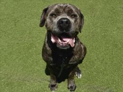 Shelter Stray Female Dog last seen , 11361 W Pico Blvd, Los Angeles, CA 90064, USA