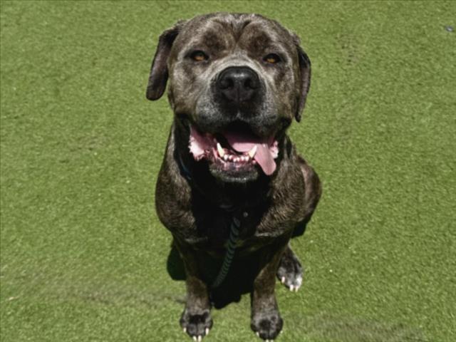 Shelter Stray Female Dog last seen , 11361 W Pico Blvd, Los Angeles, CA 90064, USA