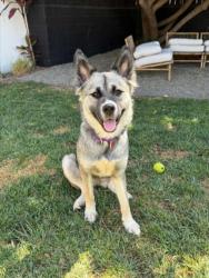 Shelter Stray Female Dog last seen , 1850 W 60th St, Los Angeles, CA 90047, USA