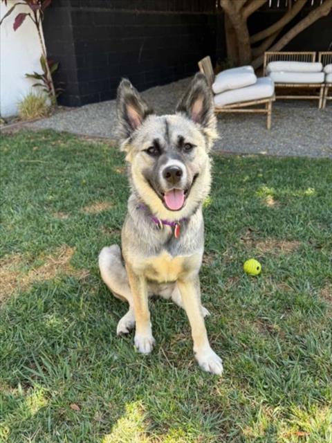 Shelter Stray Female Dog last seen , 1850 W 60th St, Los Angeles, CA 90047, USA