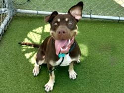 Shelter Stray Female Dog last seen , 11361 W Pico Blvd, Los Angeles, CA 90064, USA