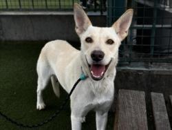 Shelter Stray Female Dog last seen , 11361 W Pico Blvd, Los Angeles, CA 90064, USA