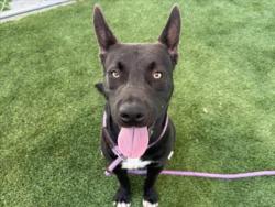 Shelter Stray Male Dog last seen , 1850 W 60th St, Los Angeles, CA 90047, USA