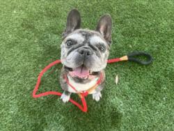 Shelter Stray Female Dog last seen , 1850 W 60th St, Los Angeles, CA 90047, USA