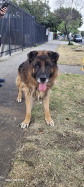 Shelter Stray Male Dog last seen , 1850 W 60th St, Los Angeles, CA 90047, USA
