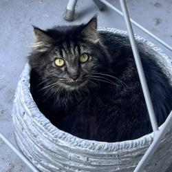 Reunited Male Cat last seen Cahuenga and Riverside, Los Angeles, CA 91602
