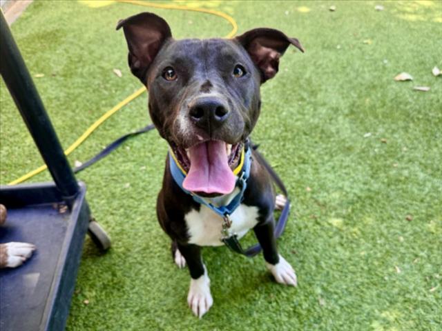 Shelter Stray Female Dog last seen , 14409 Vanowen St, Van Nuys, CA 91405, USA