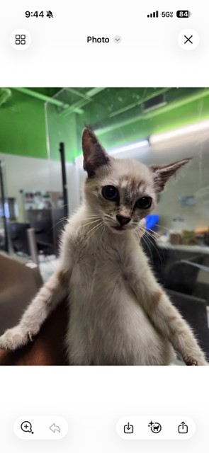 Shelter Stray Male Cat last seen , 1850 W 60th St, Los Angeles, CA 90047, USA