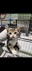 Shelter Stray Male Cat last seen , 1850 W 60th St, Los Angeles, CA 90047, USA