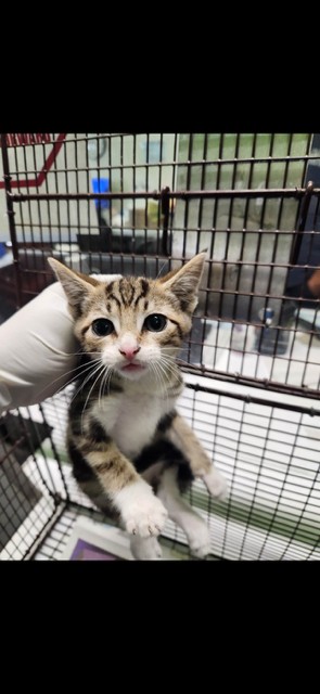 Shelter Stray Male Cat last seen , 1850 W 60th St, Los Angeles, CA 90047, USA