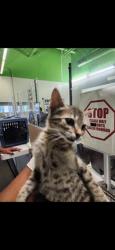 Shelter Stray Male Cat last seen , 1850 W 60th St, Los Angeles, CA 90047, USA