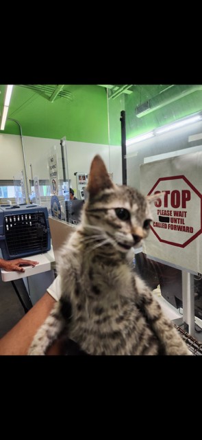 Shelter Stray Male Cat last seen , 1850 W 60th St, Los Angeles, CA 90047, USA