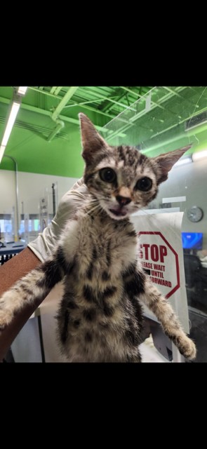 Shelter Stray Male Cat last seen , 1850 W 60th St, Los Angeles, CA 90047, USA