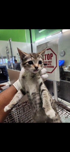 Shelter Stray Male Cat last seen , 1850 W 60th St, Los Angeles, CA 90047, USA