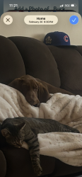 Lost Male Dog last seen Forset rd 367, Jemez Springs, NM 87025
