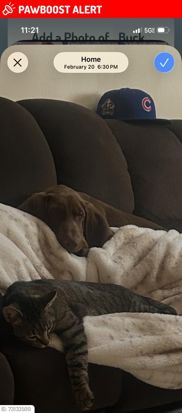 Lost Male Dog last seen Forset rd 367, Jemez Springs, NM 87025