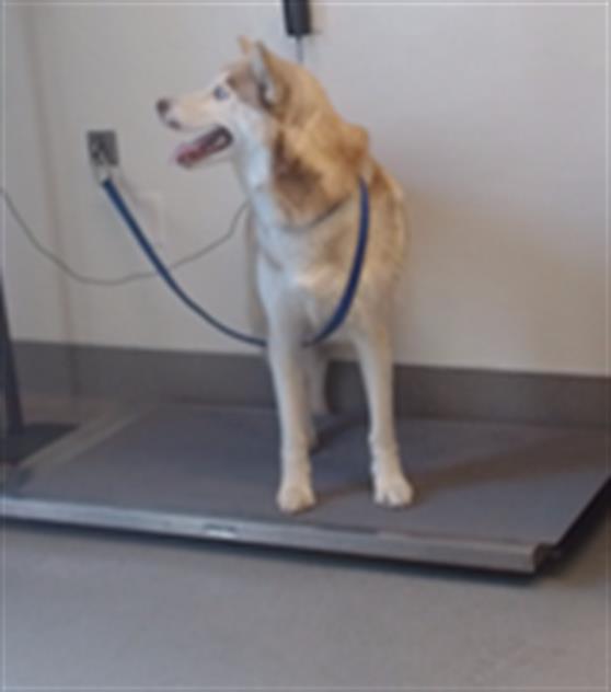 Shelter Stray Female Dog last seen PRECITA PARK, 1419 Bryant St, San Francisco, CA 94103, USA