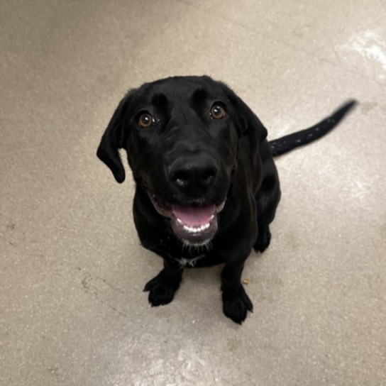Shelter Stray Female Dog last seen , 14409 Vanowen St, Van Nuys, CA 91405, USA