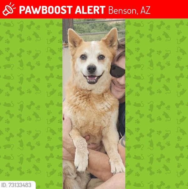 Lost Male Dog last seen I10 & Sibyl Rd, North of St David, East of Benson, Benson, AZ 85602